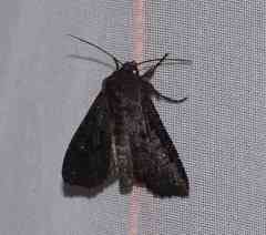 Apamea impulsa