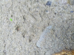 Procyon cancrivorus