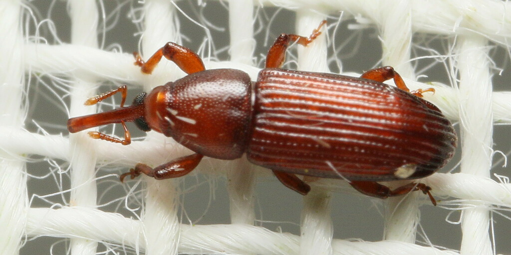 Zimmiodes