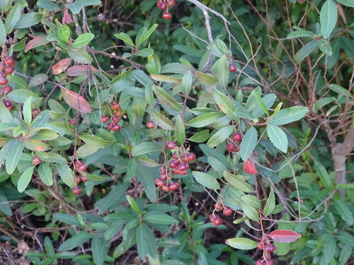Soap Dogwood (Noltea africana)