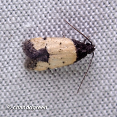 Tyrolimnas anthraconesa