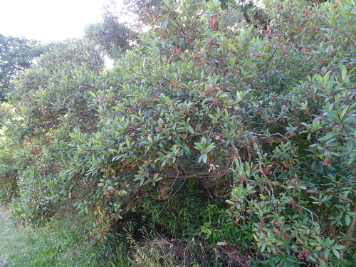 Image of Noltea africana by (c) Shaun Swanepoel, some rights reserved (CC BY)