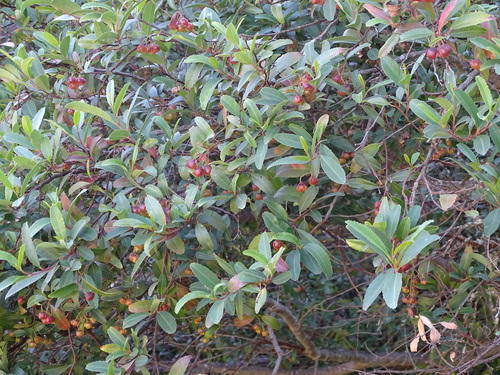 Image of Noltea africana by (c) Shaun Swanepoel, some rights reserved (CC BY)