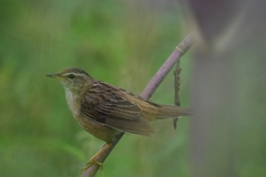 Helopsaltes certhiola