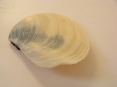 Macomona liliana