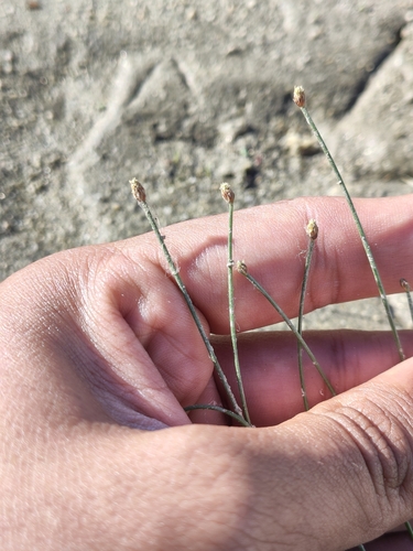Image of Eleocharis geniculata by (c) Abraham Sánchez Romero, some rights reserved (CC BY)