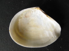 Macomona liliana