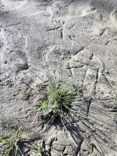 Image of Eleocharis geniculata by (c) Abraham Sánchez Romero, some rights reserved (CC BY)