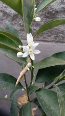 Citrus japonica