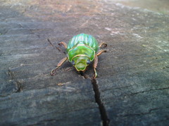 Chrysina adelaida