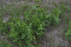 Vicia cassubica