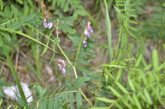 Vicia cassubica