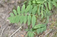 Vicia cassubica