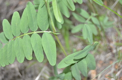 Vicia cassubica
