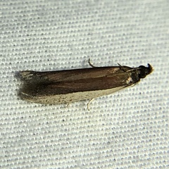 Tampa dimediatella