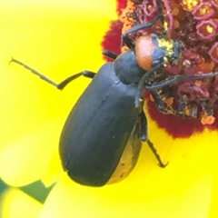 Epicauta atrata