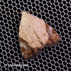 Pseudeustrotia semialba