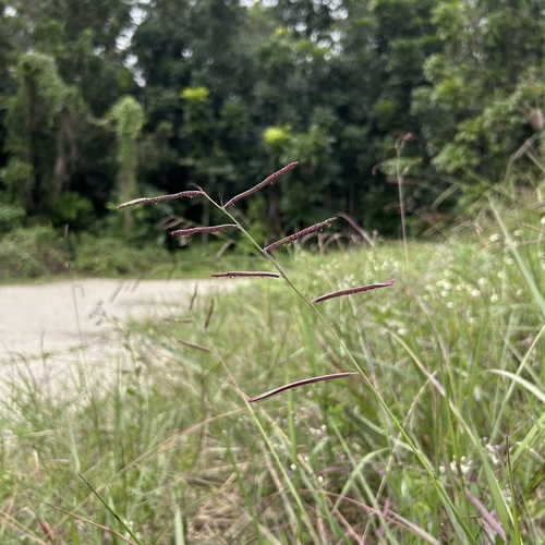 Paspalum longifolium iNat (3)