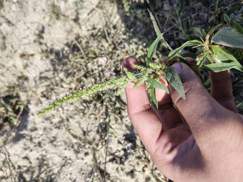 Image of Spiny Amaranth (Amaranthus spinosus) by (c) Abraham Sánchez Romero, some rights reserved (CC BY)