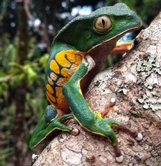 Phyllomedusa burmeisteri