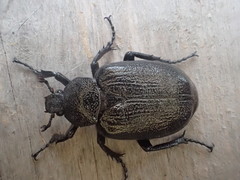 Osmoderma scabra