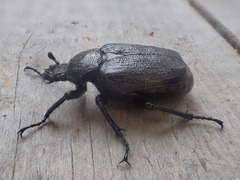 Osmoderma scabra