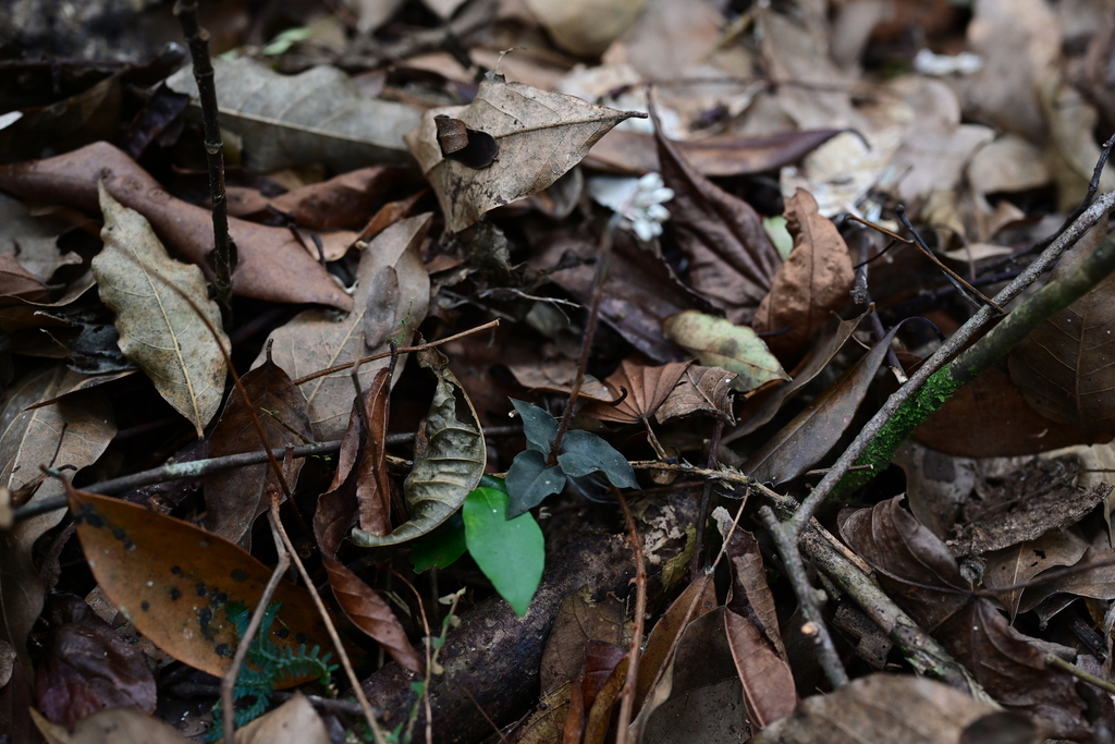 Cheirostylis malipoensis