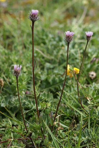 Neglected Fleabane (Erigeron neglectus)