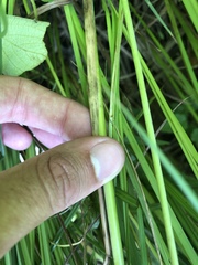 Sporobolus michauxianus