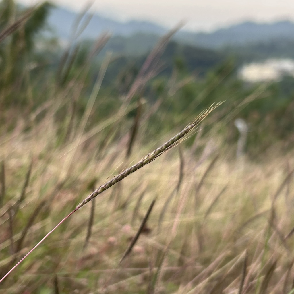 Dichanthium caricosum