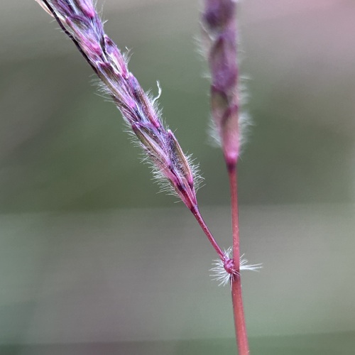 Dichanthium caricosum