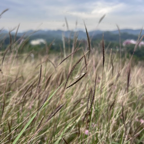 Dichanthium caricosum
