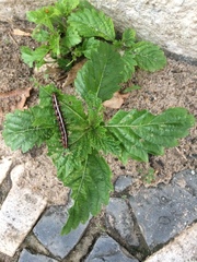 Euptoieta hegesia