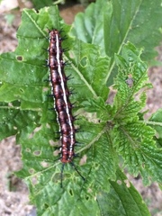 Euptoieta hegesia