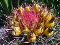 Ferocactus pilosus