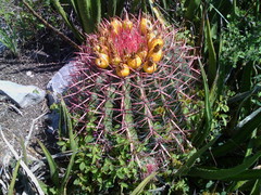 Ferocactus pilosus
