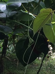 Passiflora ligularis