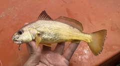 Trewavas Croaker photo 2