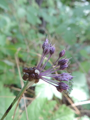 Allium