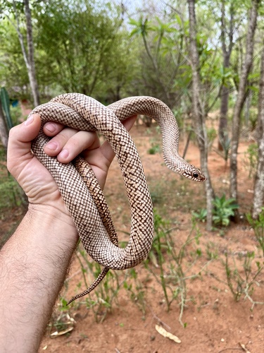 Photo of a Reticulated Hognose Snake (Leioheterodon geayi)