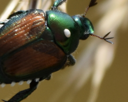 Winsome Fly photo 6