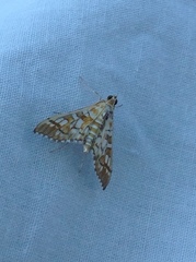 Epipagis fenestralis