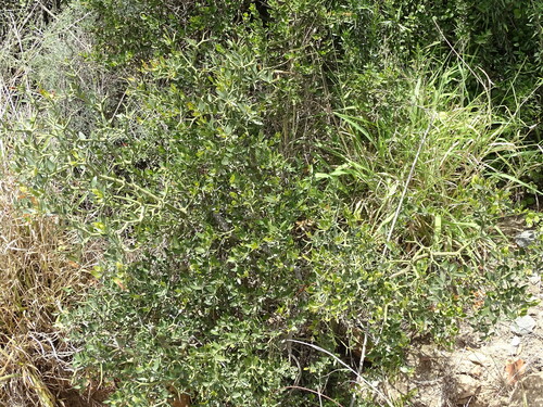 Image of Carissa haematocarpa by (c) Shaun Swanepoel, some rights reserved (CC BY)