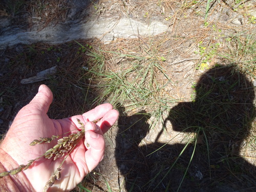 Image of Eragrostis capensis by (c) Shaun Swanepoel, some rights reserved (CC BY)