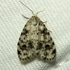 Clemensia ochreata