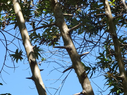 Image of Searsia chirindensis by (c) Shaun Swanepoel, some rights reserved (CC BY)