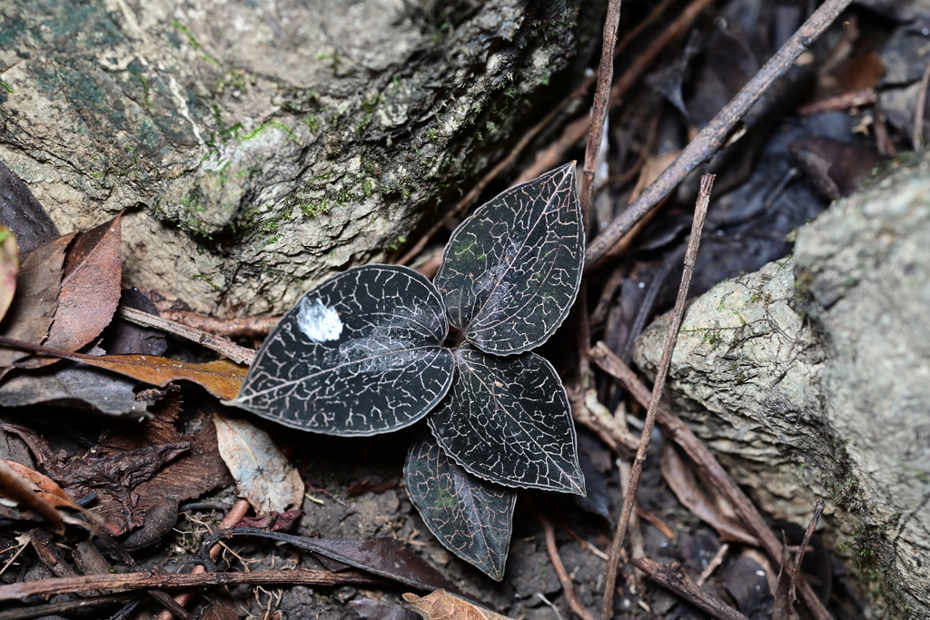 Anoectochilus xingrenensis