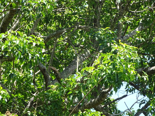 Image of Searsia chirindensis by (c) Shaun Swanepoel, some rights reserved (CC BY)