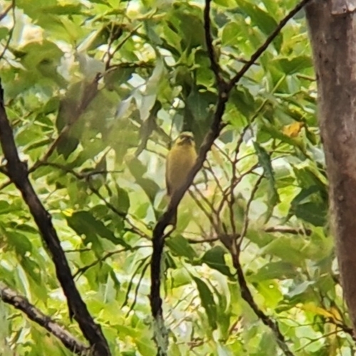Flame-eared Honeyeater (Lichmera flavicans), photo 8