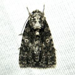 Acronicta afflicta
